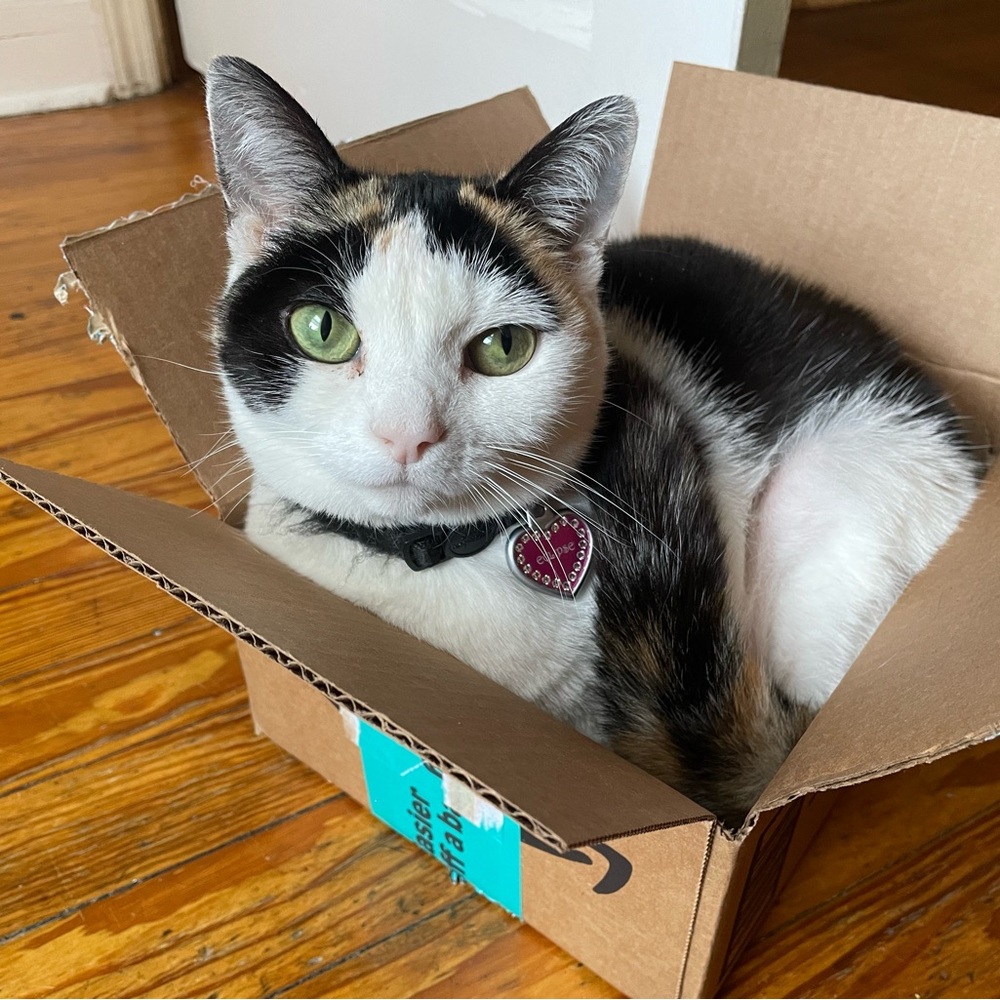Meet Eclipse! (do not purchase this post!!)